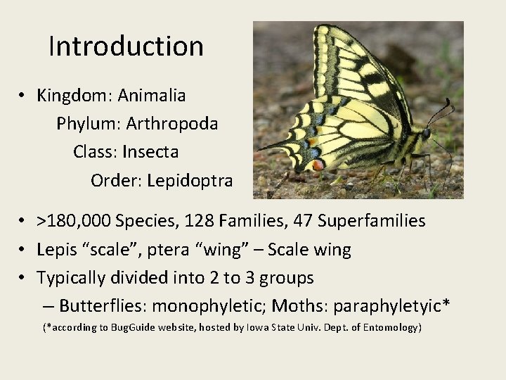 Introduction • Kingdom: Animalia Phylum: Arthropoda Class: Insecta Order: Lepidoptra • >180, 000 Species,