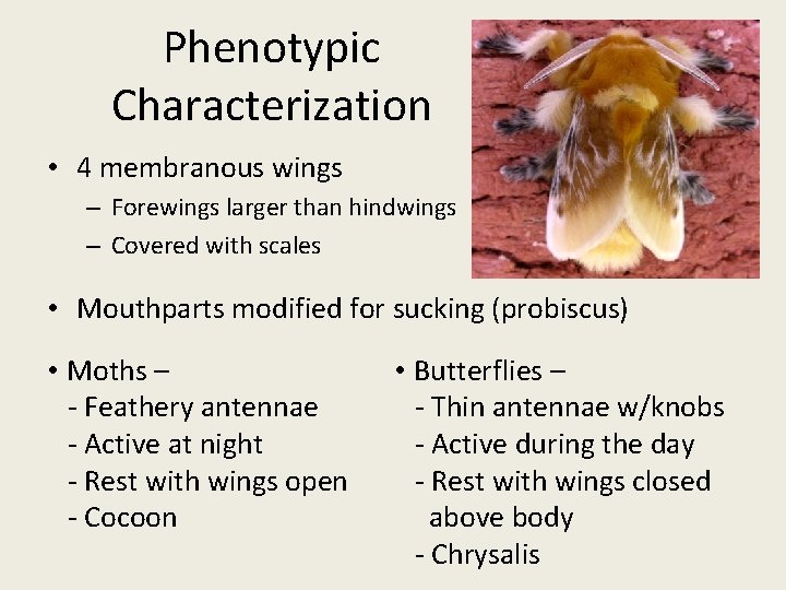 Phenotypic Characterization • 4 membranous wings – Forewings larger than hindwings – Covered with