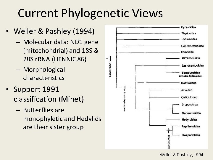 Current Phylogenetic Views • Weller & Pashley (1994) – Molecular data: ND 1 gene