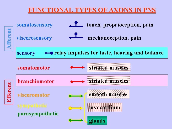 Afferent FUNCTIONAL TYPES OF AXONS IN PNS somatosensory touch, proprioception, pain viscerosensory mechanoception, pain