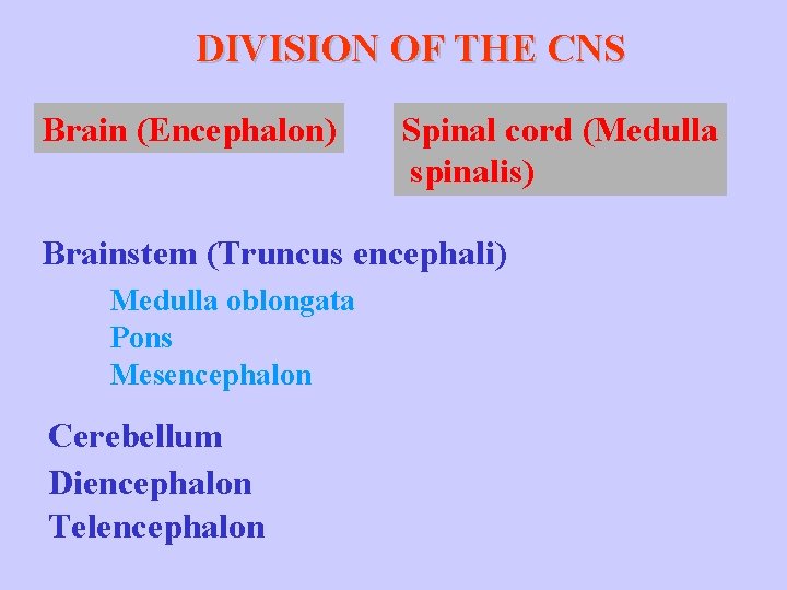 DIVISION OF THE CNS Brain (Encephalon) Spinal cord (Medulla spinalis) Brainstem (Truncus encephali) Medulla
