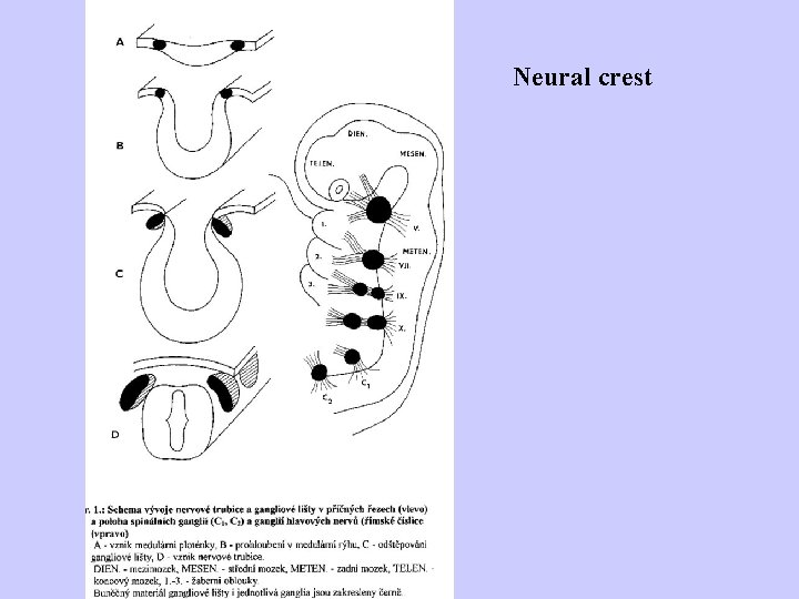 Neural crest 