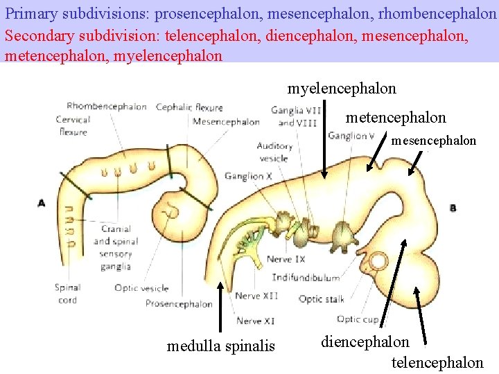 Primary subdivisions: prosencephalon, mesencephalon, rhombencephalon Secondary subdivision: telencephalon, diencephalon, mesencephalon, metencephalon, myelencephalon metencephalon mesencephalon