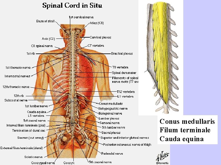Conus medullaris Filum terminale Cauda equina 