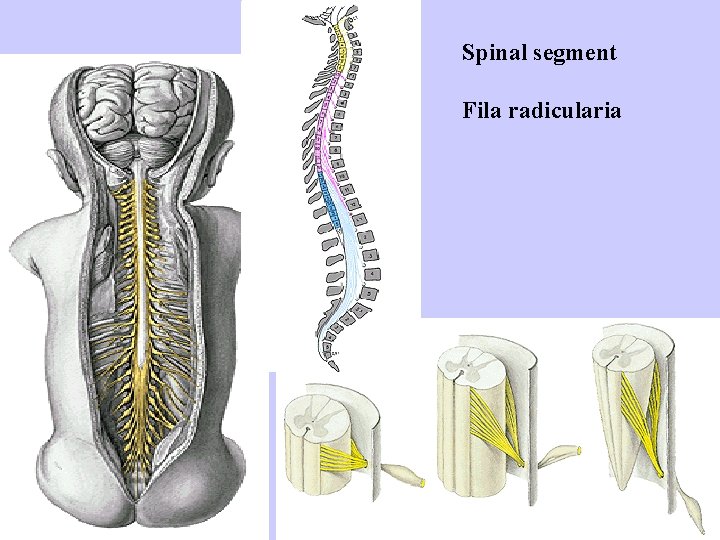 Spinal segment Fila radicularia 