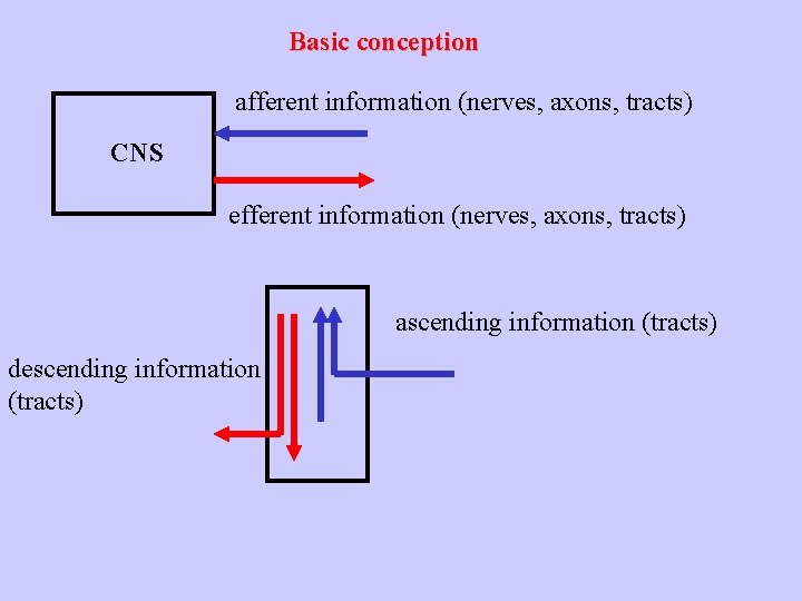 Basic conception afferent information (nerves, axons, tracts) CNS efferent information (nerves, axons, tracts) ascending