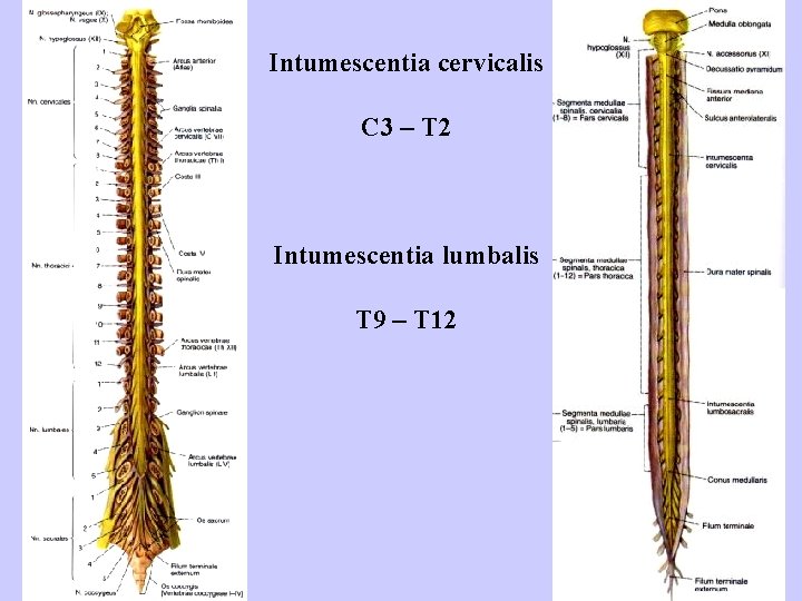 Intumescentia cervicalis C 3 – T 2 Intumescentia lumbalis T 9 – T 12