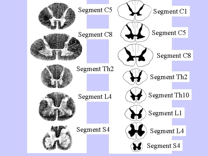 Segment C 5 Segment C 1 Segment C 8 Segment C 5 Segment C