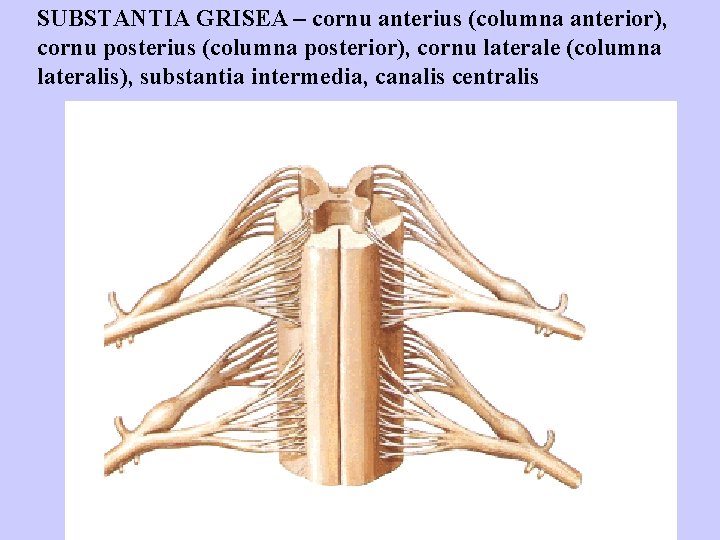 SUBSTANTIA GRISEA – cornu anterius (columna anterior), cornu posterius (columna posterior), cornu laterale (columna