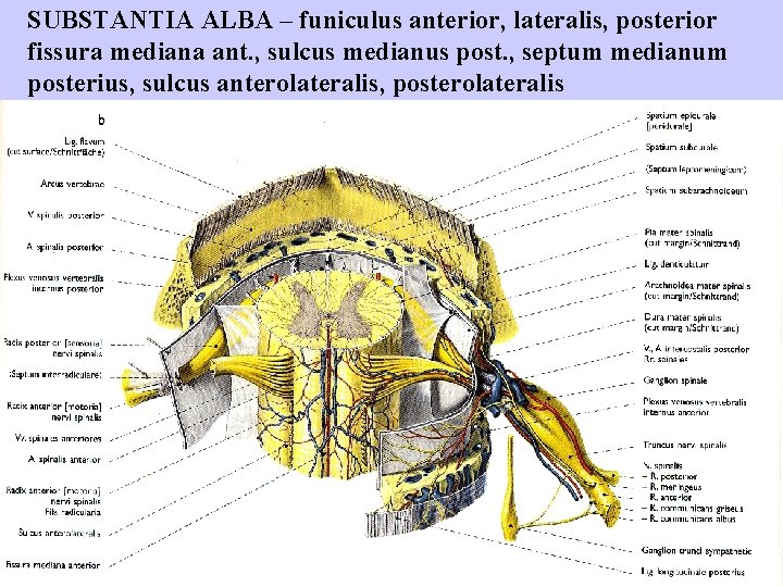 SUBSTANTIA ALBA – funiculus anterior, lateralis, posterior fissura mediana ant. , sulcus medianus post.