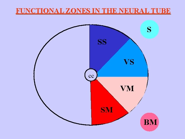 FUNCTIONAL ZONES IN THE NEURAL TUBE S SS VS cc VM SM BM 