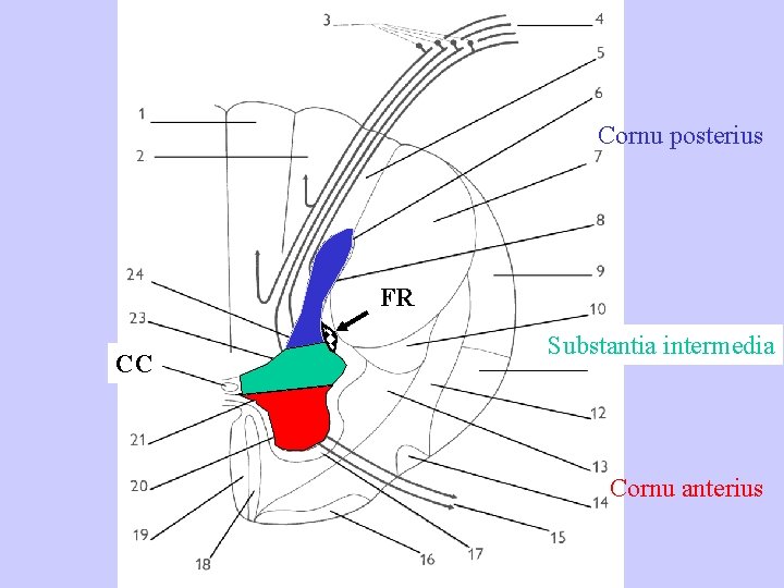 Cornu posterius FR CC Substantia intermedia Cornu anterius 