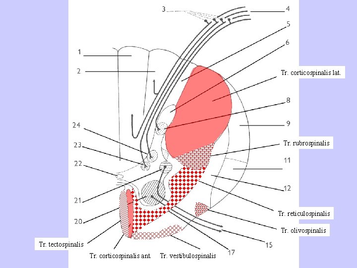 Tr. corticospinalis lat. Tr. rubrospinalis Tr. reticulospinalis Tr. olivospinalis Tr. tectospinalis Tr. corticospinalis ant.