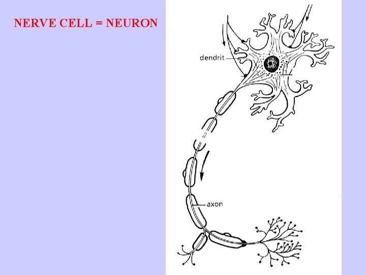 NERVE CELL = NEURON 