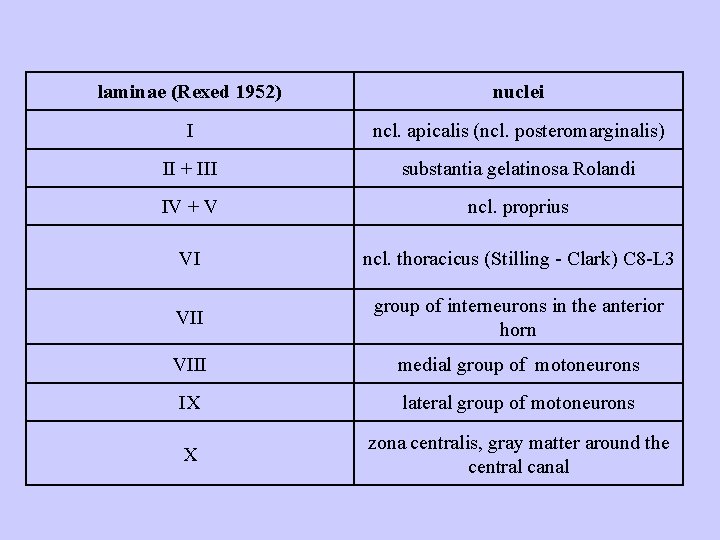 laminae (Rexed 1952) nuclei I ncl. apicalis (ncl. posteromarginalis) II + III substantia gelatinosa