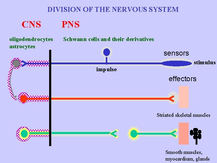 DIVISION OF THE NERVOUS SYSTEM CNS oligodendrocytes astrocytes PNS Schwann cells and their derivatives