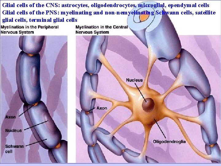 Glial cells of the CNS: astrocytes, oligodendrocytes, microglial, ependymal cells Glial cells of the