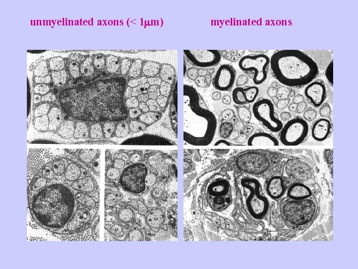 unmyelinated axons (< 1 m) myelinated axons 