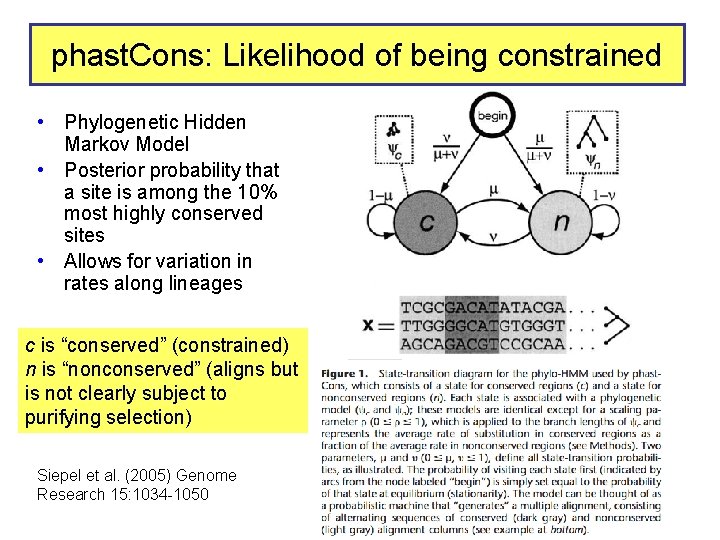 phast. Cons: Likelihood of being constrained • Phylogenetic Hidden Markov Model • Posterior probability