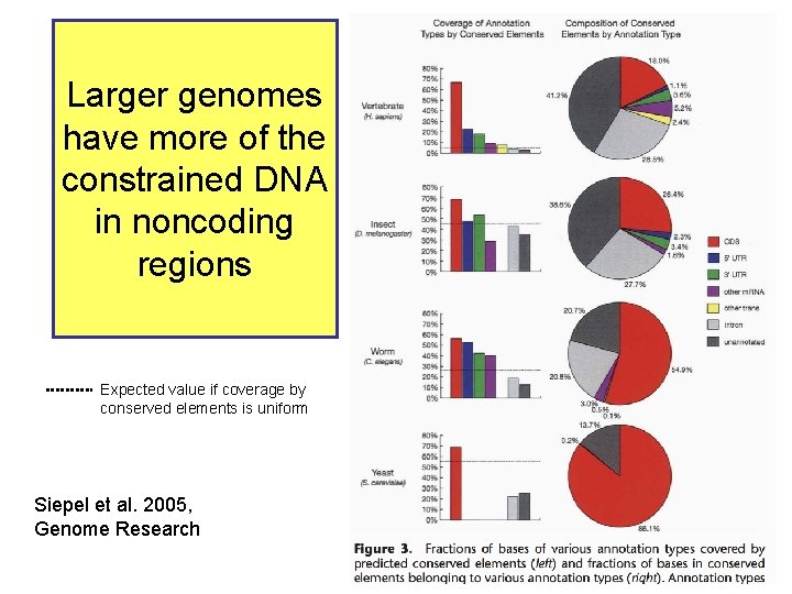 Larger genomes have more of the constrained DNA in noncoding regions Expected value if