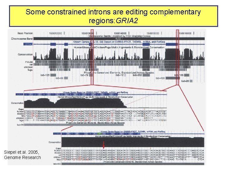 Some constrained introns are editing complementary regions: GRIA 2 Siepel et al. 2005, Genome