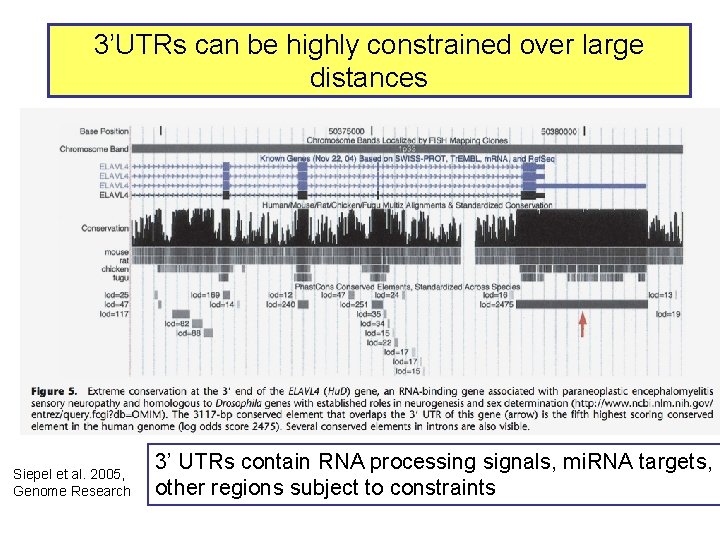 3’UTRs can be highly constrained over large distances Siepel et al. 2005, Genome Research
