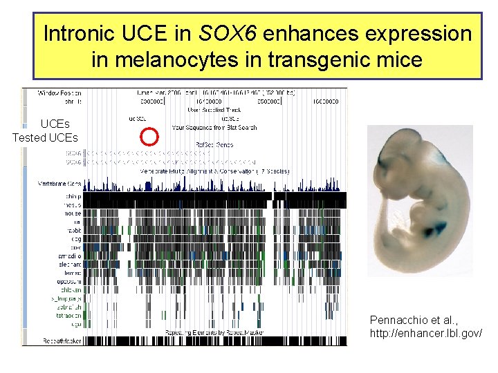 Intronic UCE in SOX 6 enhances expression in melanocytes in transgenic mice UCEs Tested
