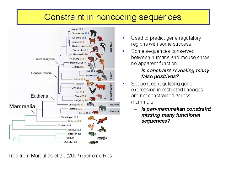 Constraint in noncoding sequences • • • Tree from Margulies et al. (2007) Genome