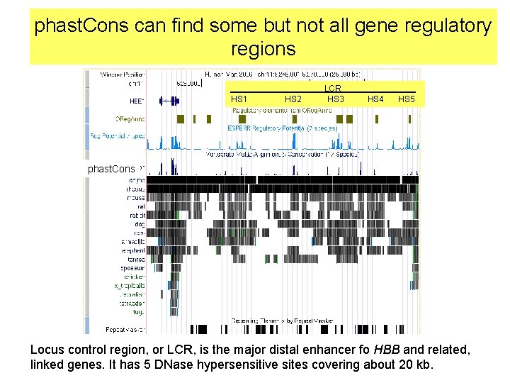 phast. Cons can find some but not all gene regulatory regions HS 1 HS