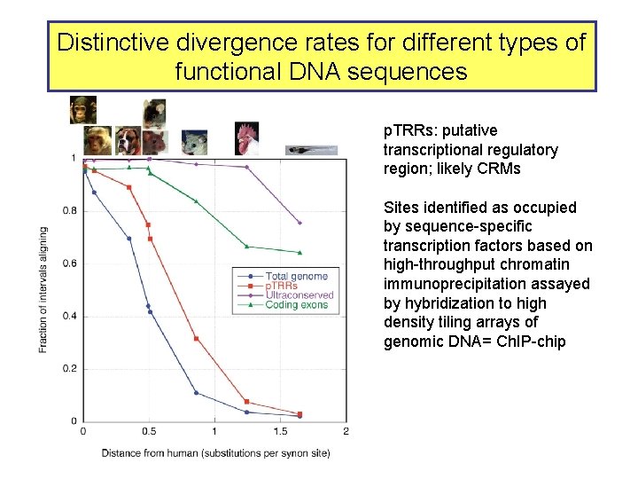 Distinctive divergence rates for different types of functional DNA sequences p. TRRs: putative transcriptional
