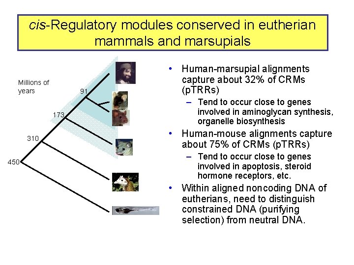 cis-Regulatory modules conserved in eutherian mammals and marsupials Millions of years 91 173 310