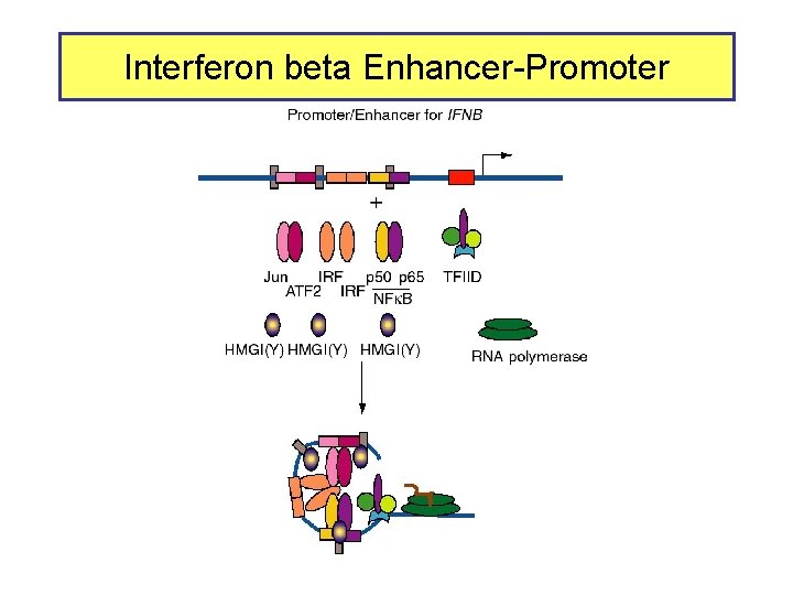 Interferon beta Enhancer-Promoter 