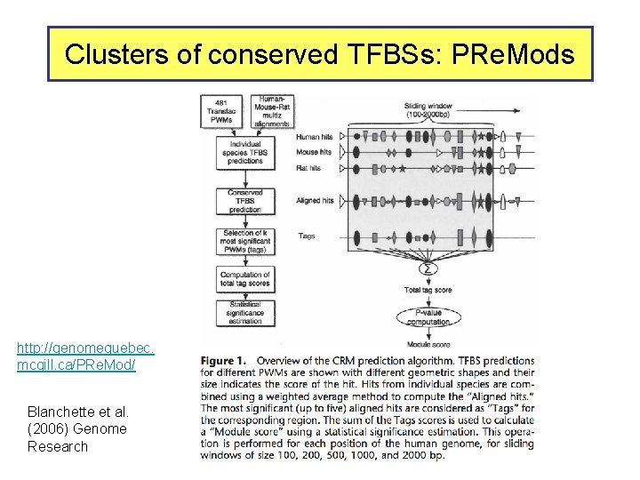 Clusters of conserved TFBSs: PRe. Mods http: //genomequebec. mcgill. ca/PRe. Mod/ Blanchette et al.