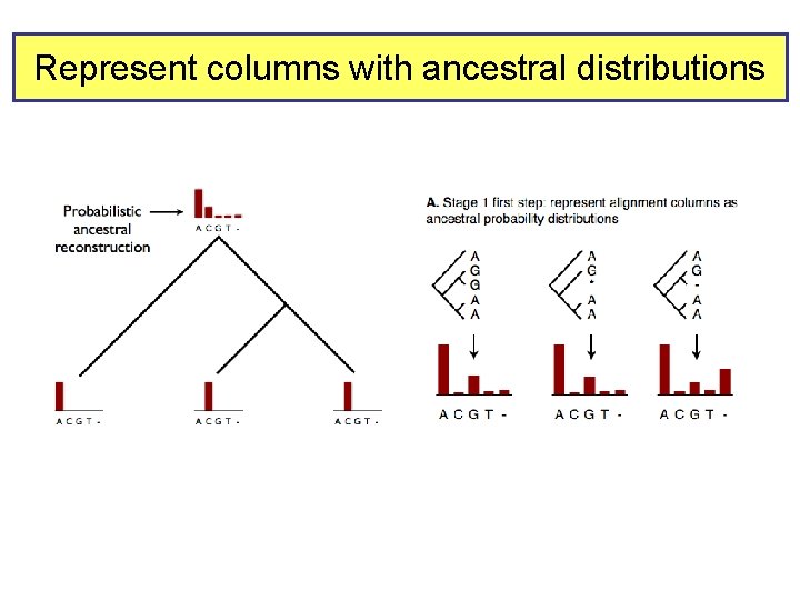 Represent columns with ancestral distributions 