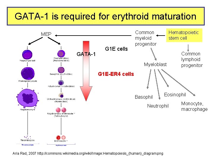 GATA-1 is required for erythroid maturation MEP GATA-1 G 1 E cells Common myeloid