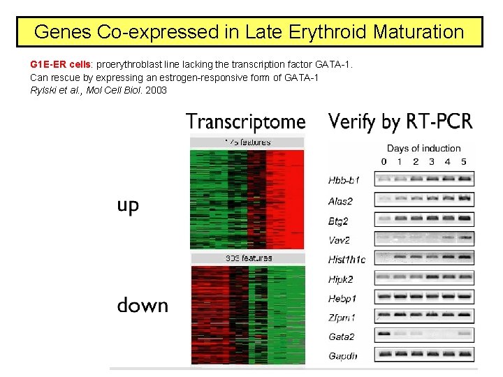 Genes Co-expressed in Late Erythroid Maturation G 1 E-ER cells: proerythroblast line lacking the