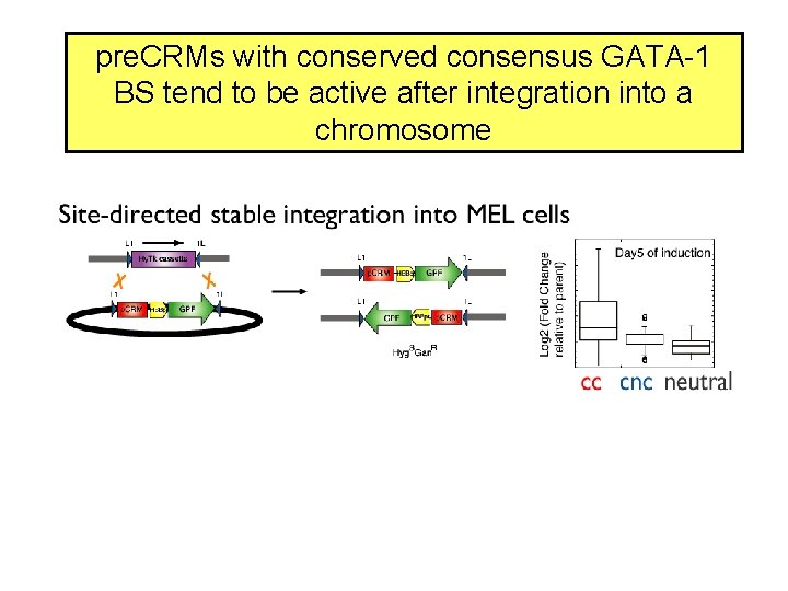 pre. CRMs with conserved consensus GATA-1 BS tend to be active after integration into