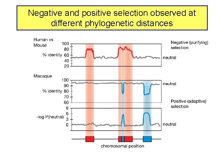 Negative and positive selection observed at different phylogenetic distances : 