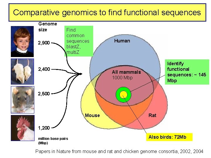 Comparative genomics to find functional sequences Genome size 2, 900 Find common sequences blast.