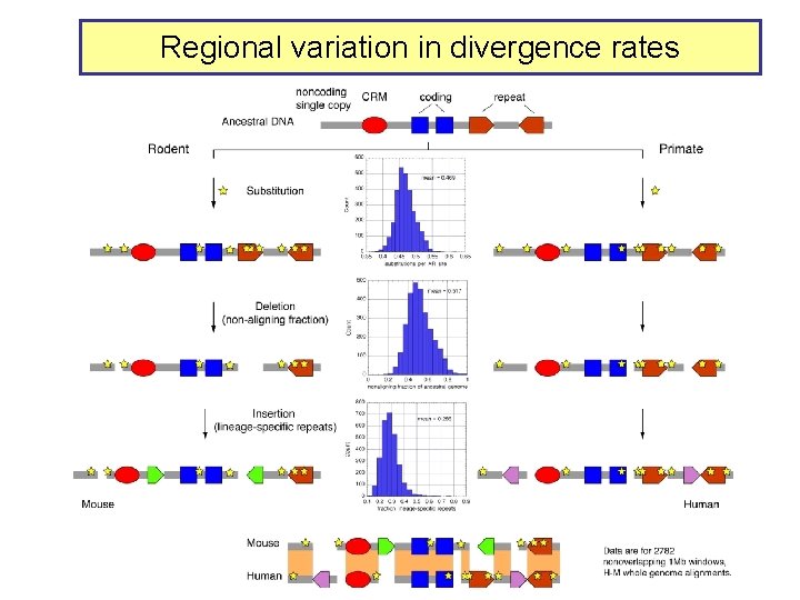 Regional variation in divergence rates 