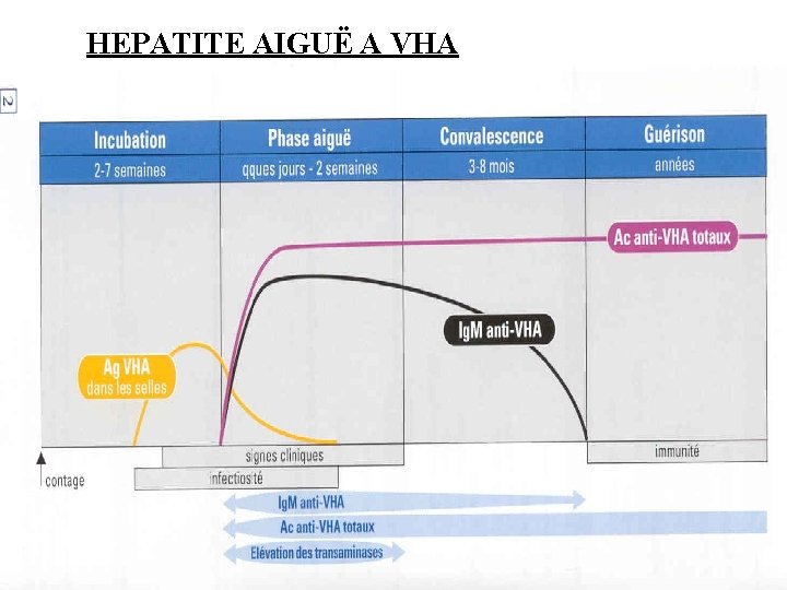 HEPATITE AIGUË A VHA 