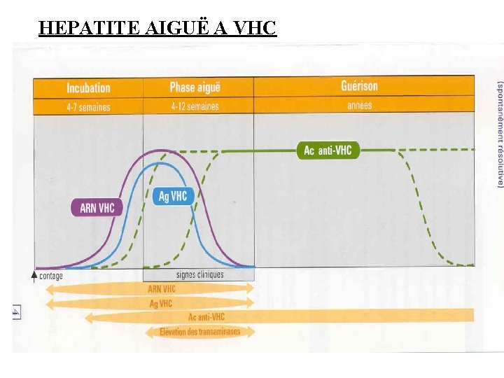 HEPATITE AIGUË A VHC 