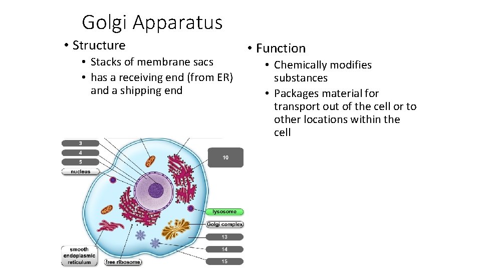 Golgi Apparatus • Structure • Stacks of membrane sacs • has a receiving end