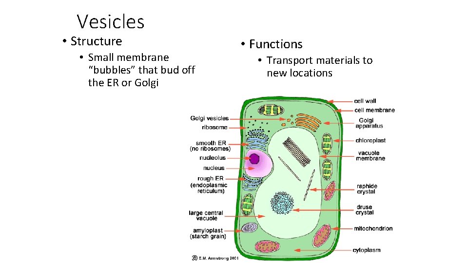 Vesicles • Structure • Small membrane “bubbles” that bud off the ER or Golgi