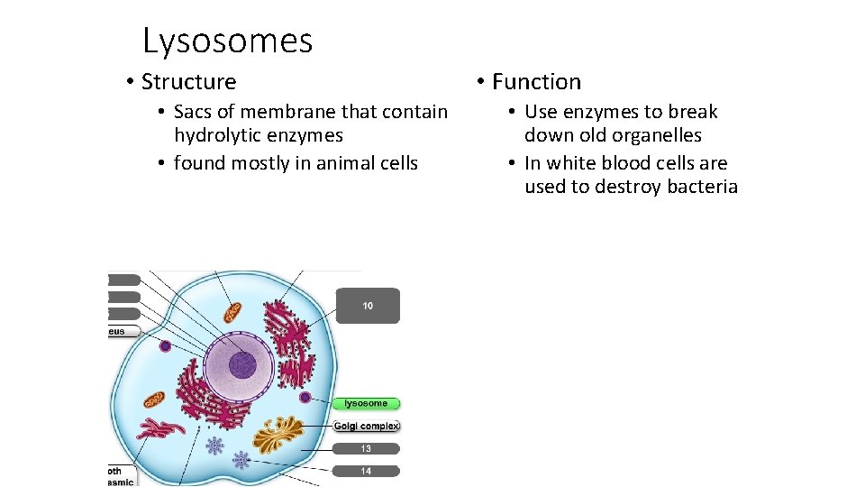 Lysosomes • Structure • Sacs of membrane that contain hydrolytic enzymes • found mostly