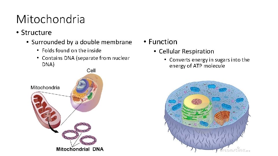 Mitochondria • Structure • Surrounded by a double membrane • Folds found on the