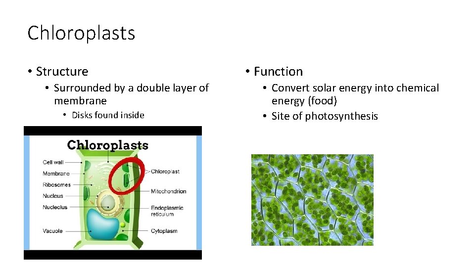 Chloroplasts • Structure • Surrounded by a double layer of membrane • Disks found