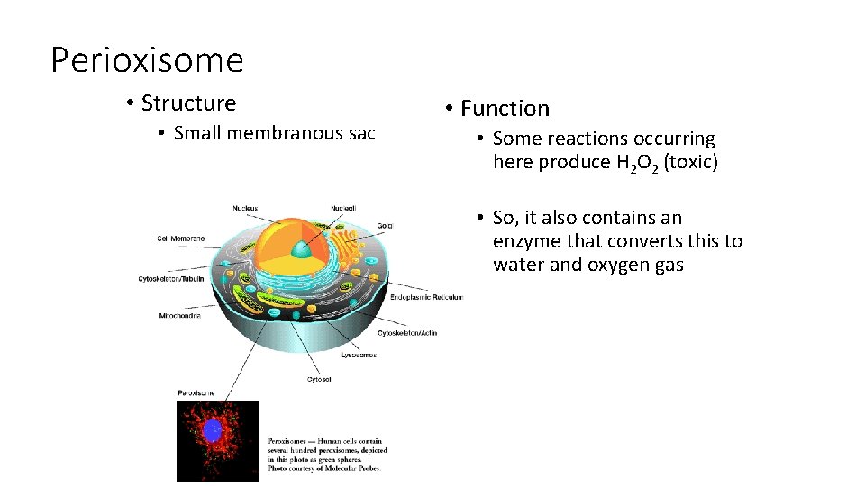 Perioxisome • Structure • Small membranous sac • Function • Some reactions occurring here