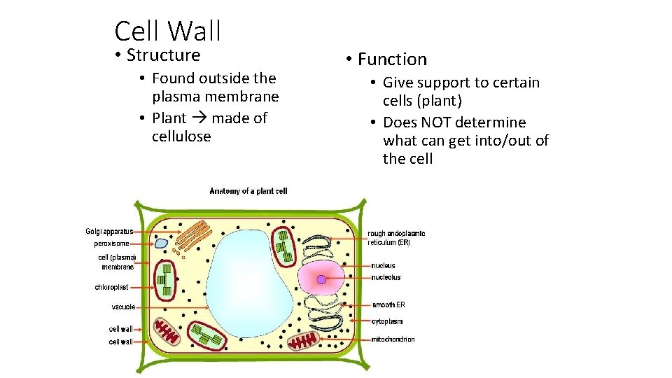Cell Wall • Structure • Found outside the plasma membrane • Plant made of