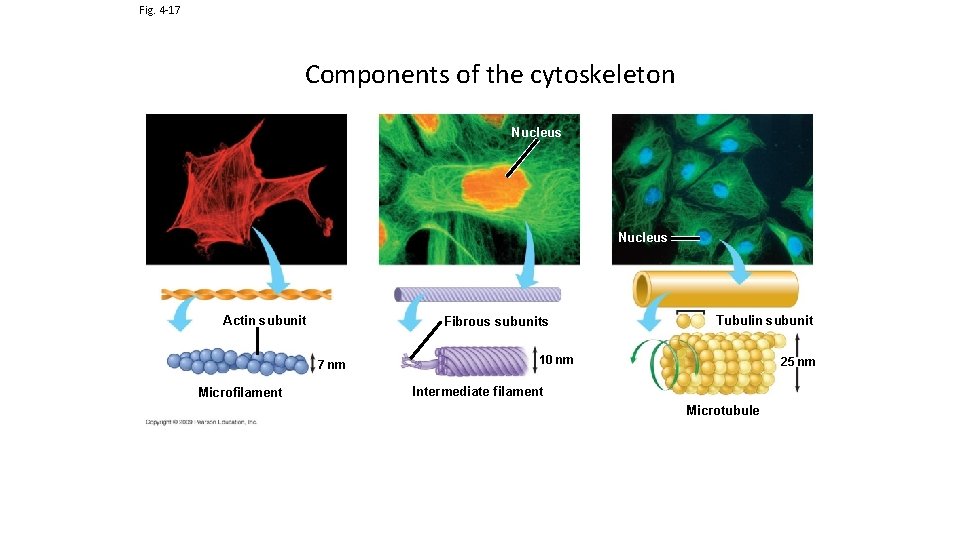 Fig. 4 -17 Components of the cytoskeleton Nucleus Actin subunit Fibrous subunits 7 nm